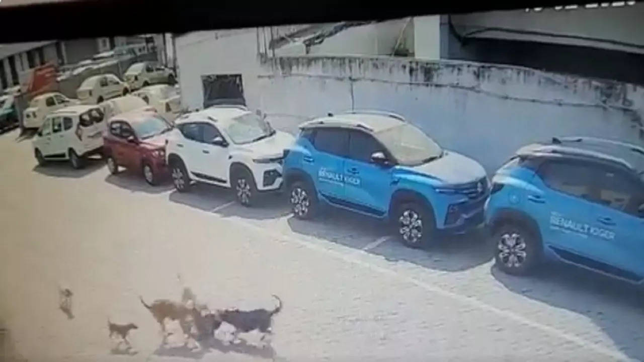 Hyderabad dog bite case