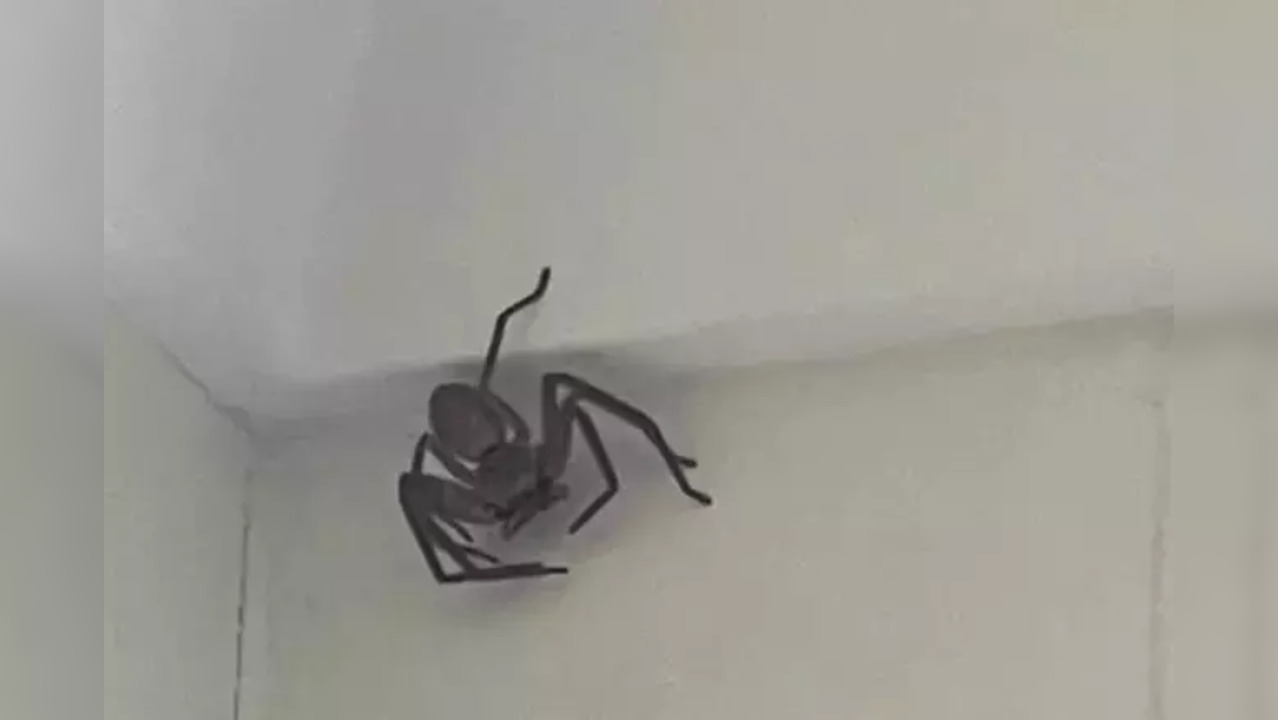 Woman offers money to anyone who can remove a spider from her home ...