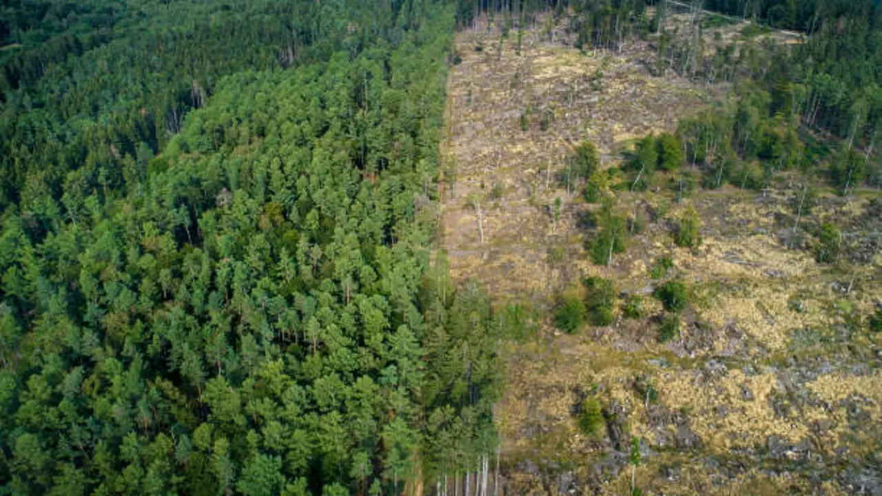 istockphoto-deforestation