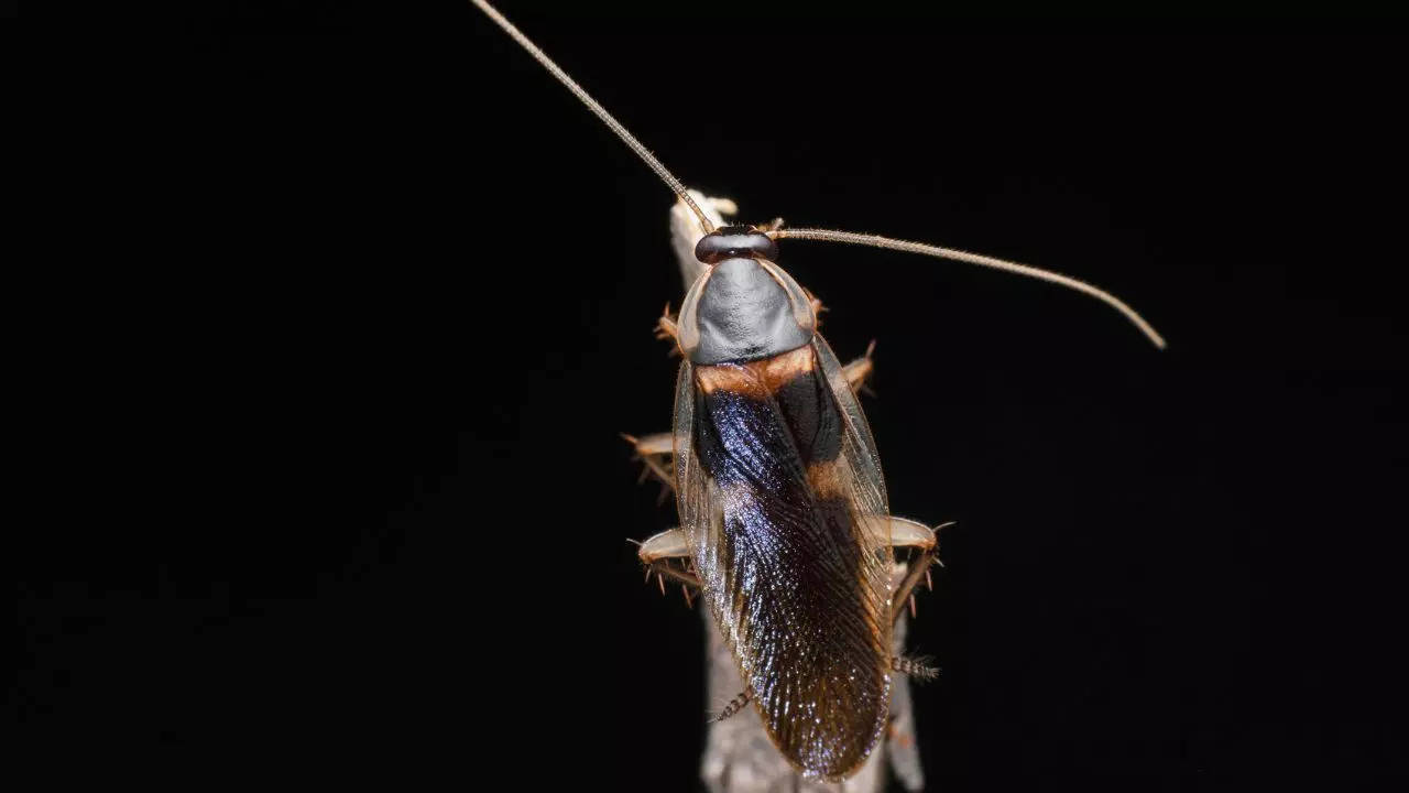 A cool little fact for my fellow Pokemon fans! Some entomologists out in  Singapore recently discovered a new species of cockroach and named it after  our very own Ultra beast, Pheromosa! Article