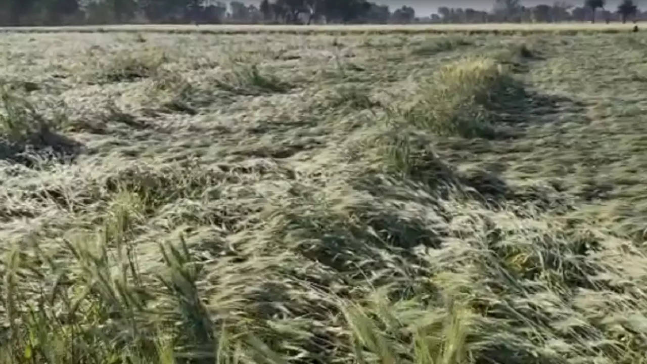 Crops damaged in MP