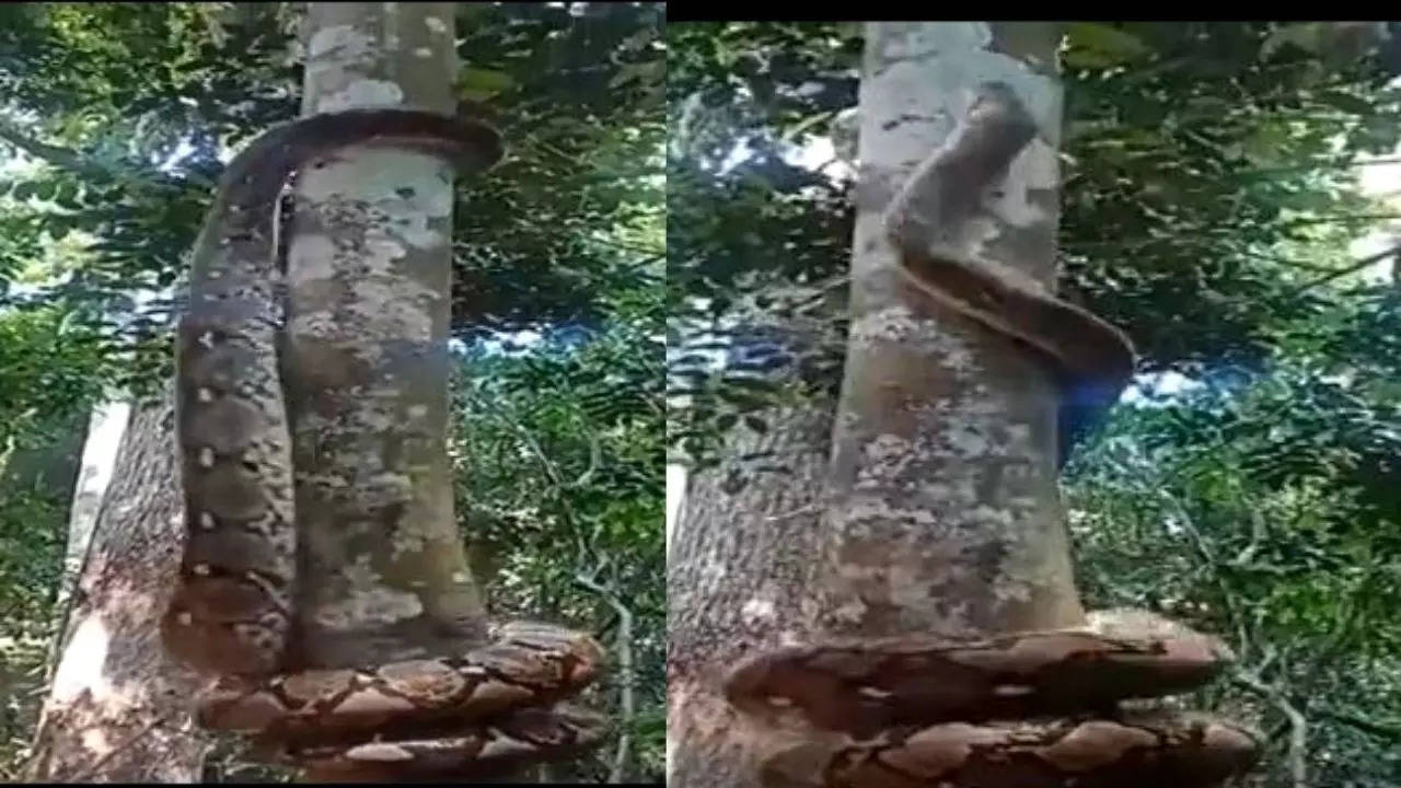 Viral | Video Of Snake Climbing A Tall Tree Leaves Netizens TERRIFIED ...