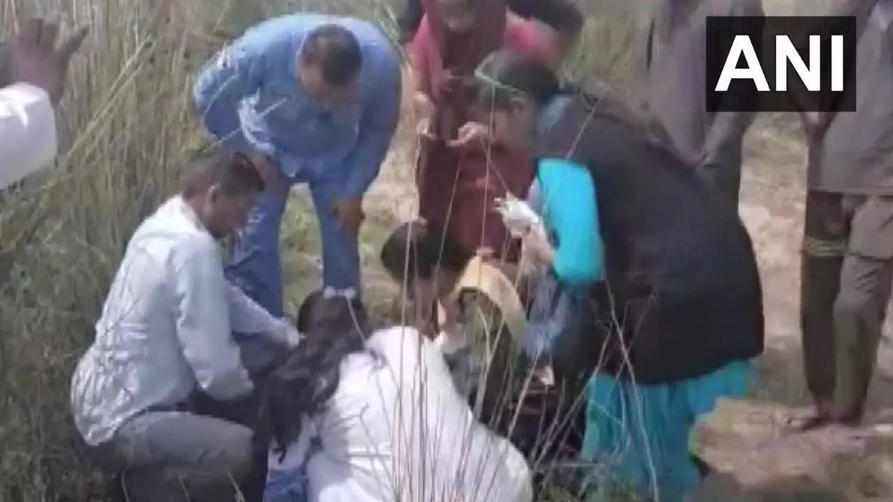 Infant found abandoned in bushes in Haryana