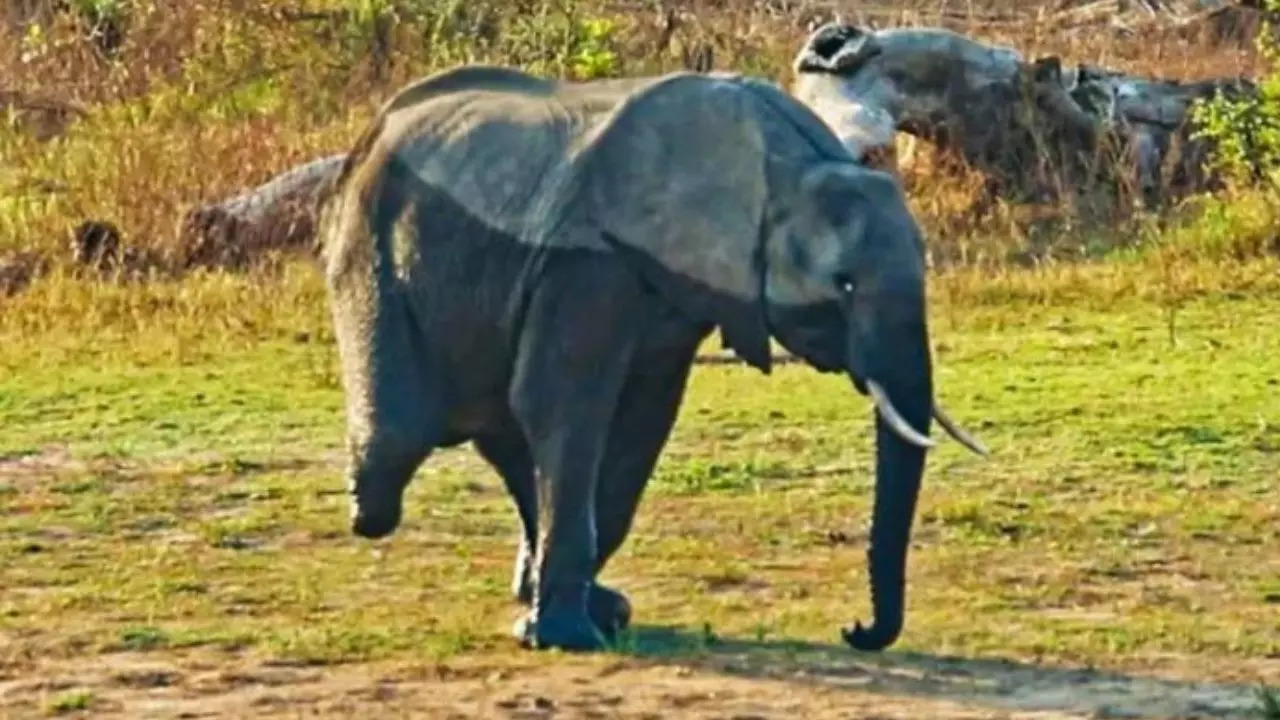 Vutomi, the elephant, walks on three legs and a distinct limp | Dylan Pons courtesy of LatestSightings