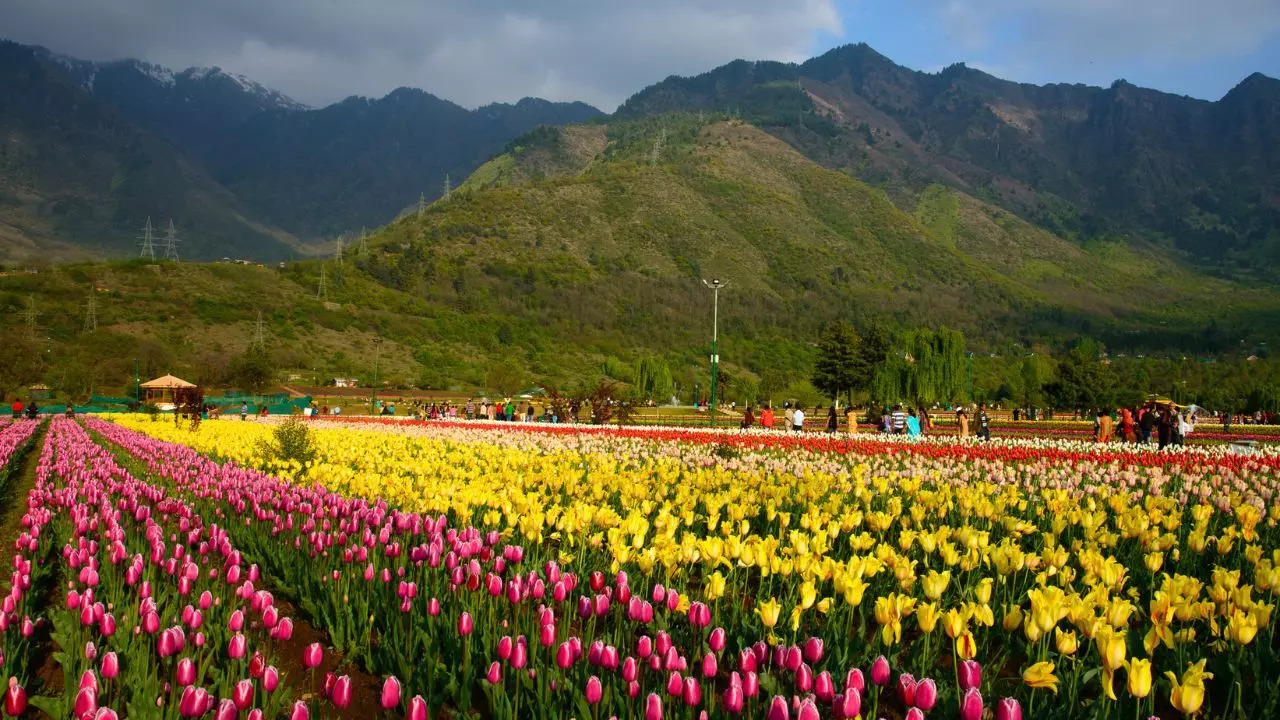 Srinagar's Indira Gandhi Memorial Tulip Garden, formerly known as Siraj Bagh, is the largest tulip garden in India