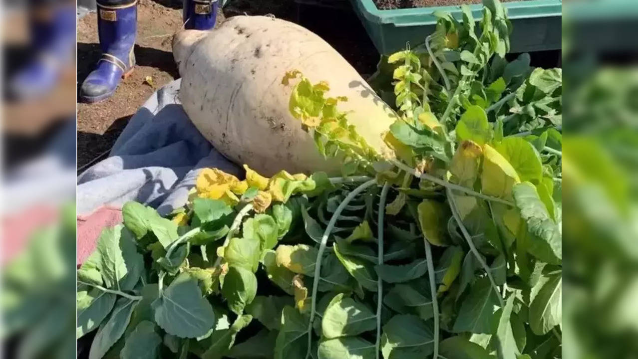 World's heaviest radish