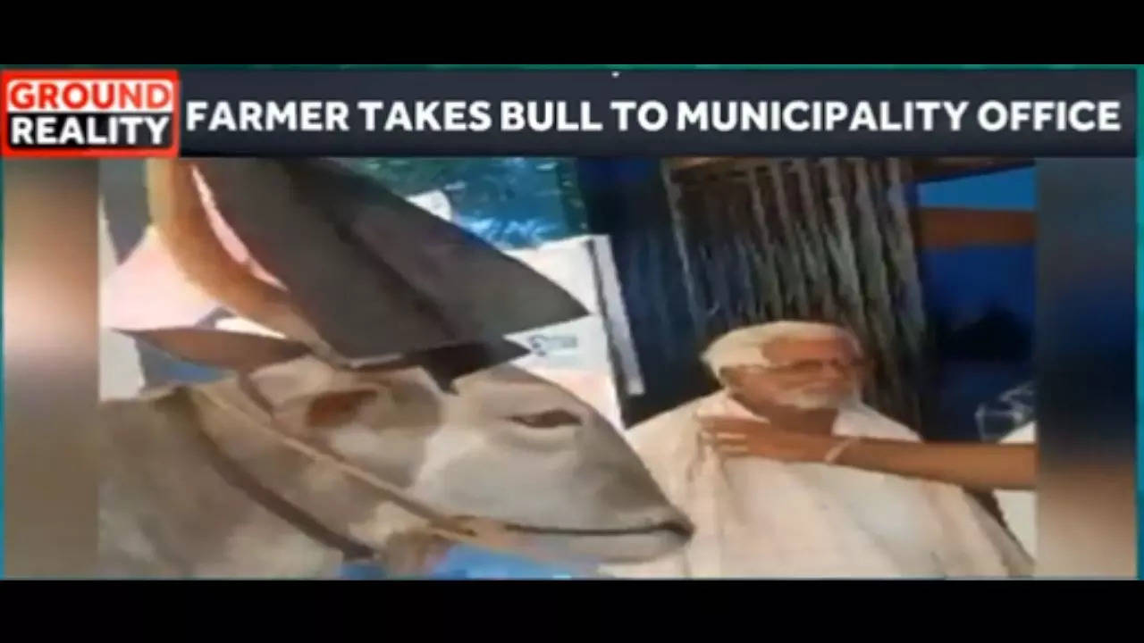 Tired of bribe demands, farmer takes ox to municipality office