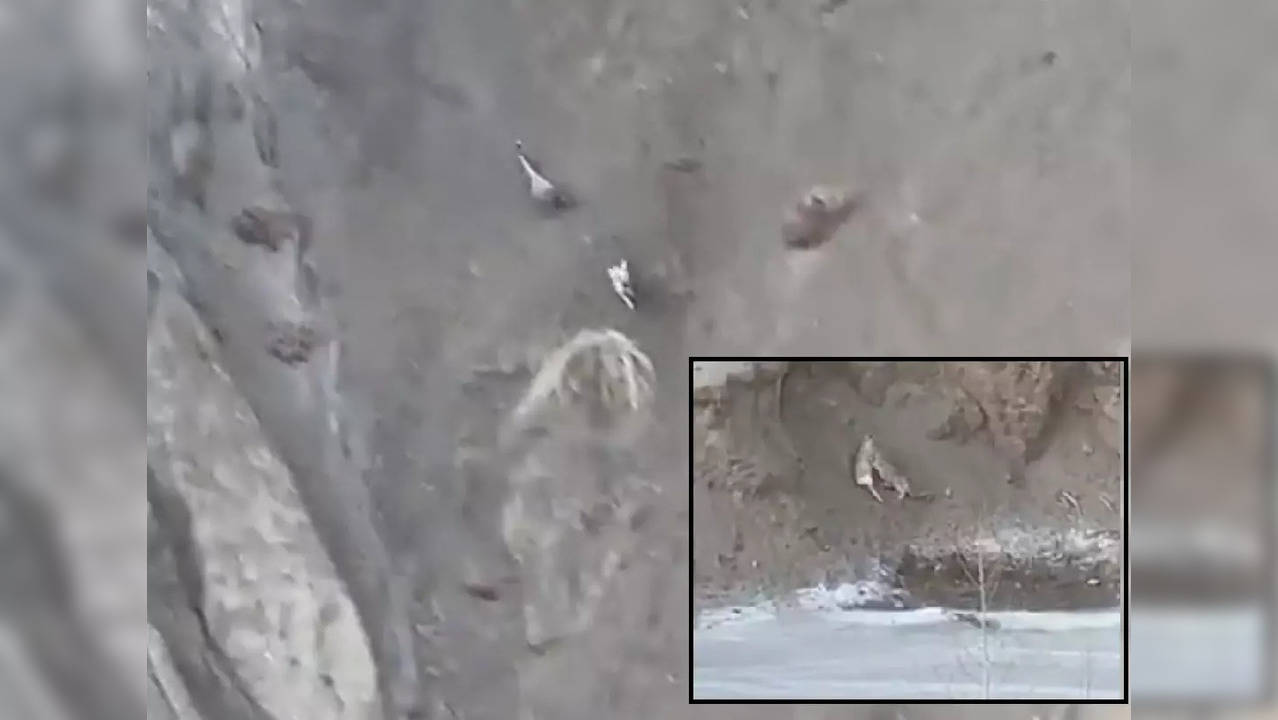 Snow leopard hunts urial in Ladkah