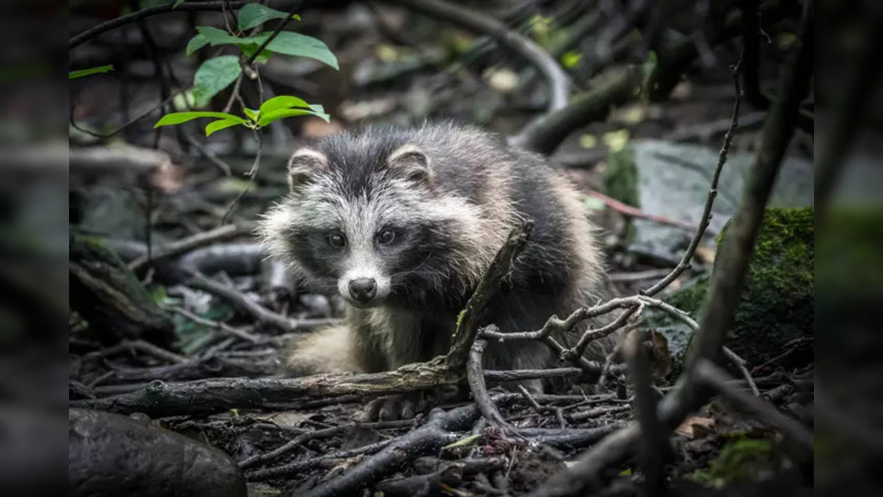 Racoon dog