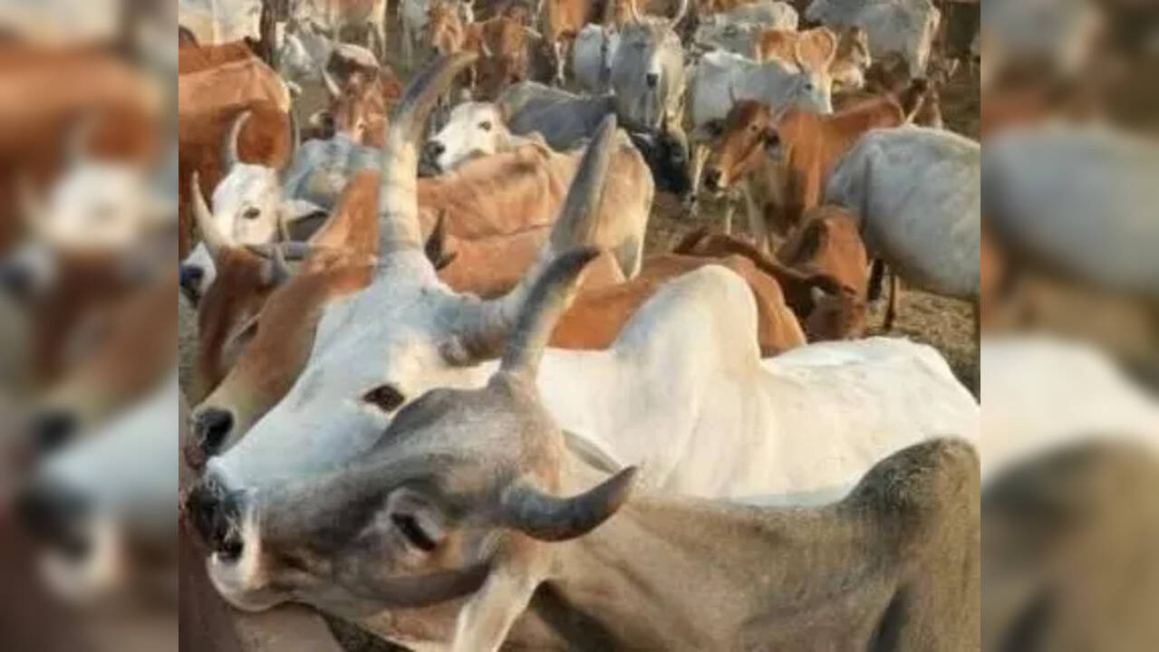 Himachal Pradesh Budget State 'mooots' 'Cow Cess' on liquor bottles to