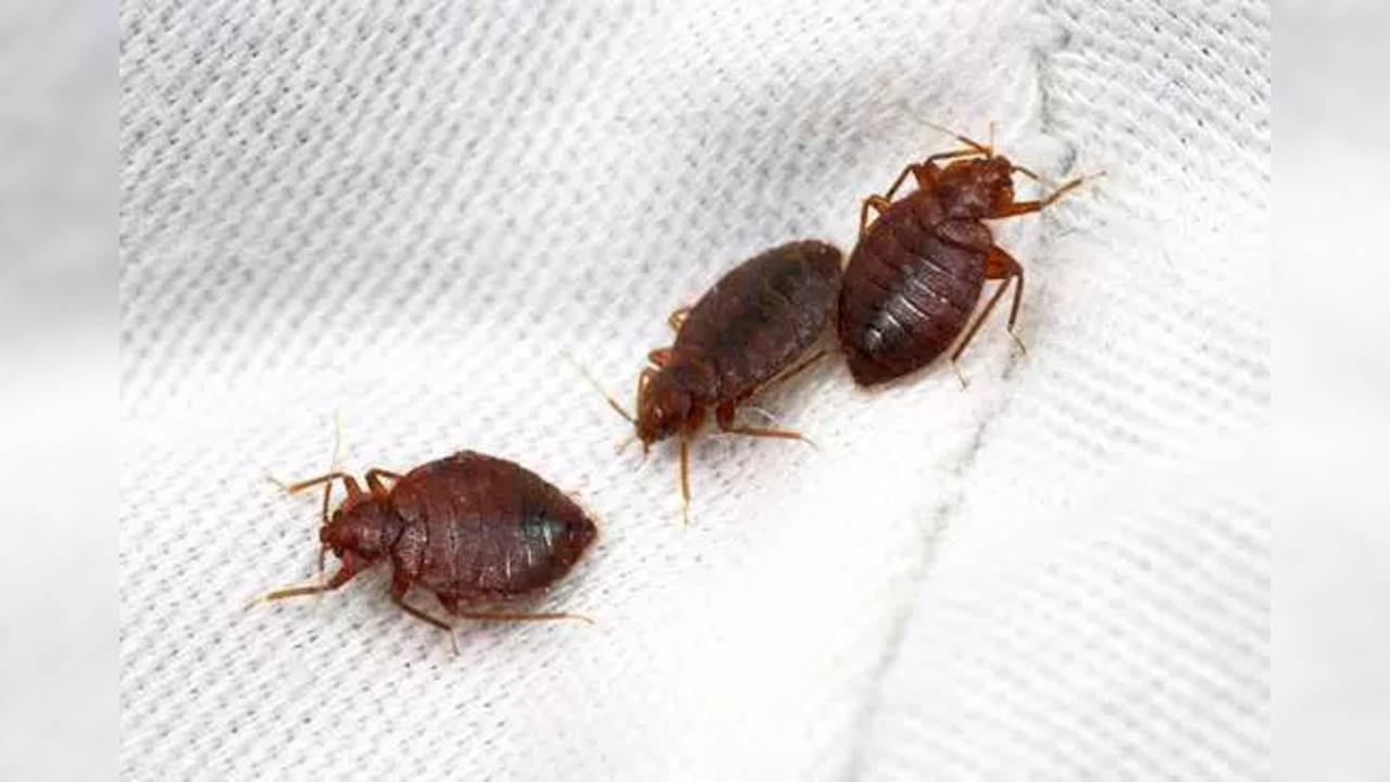 Bed bugs