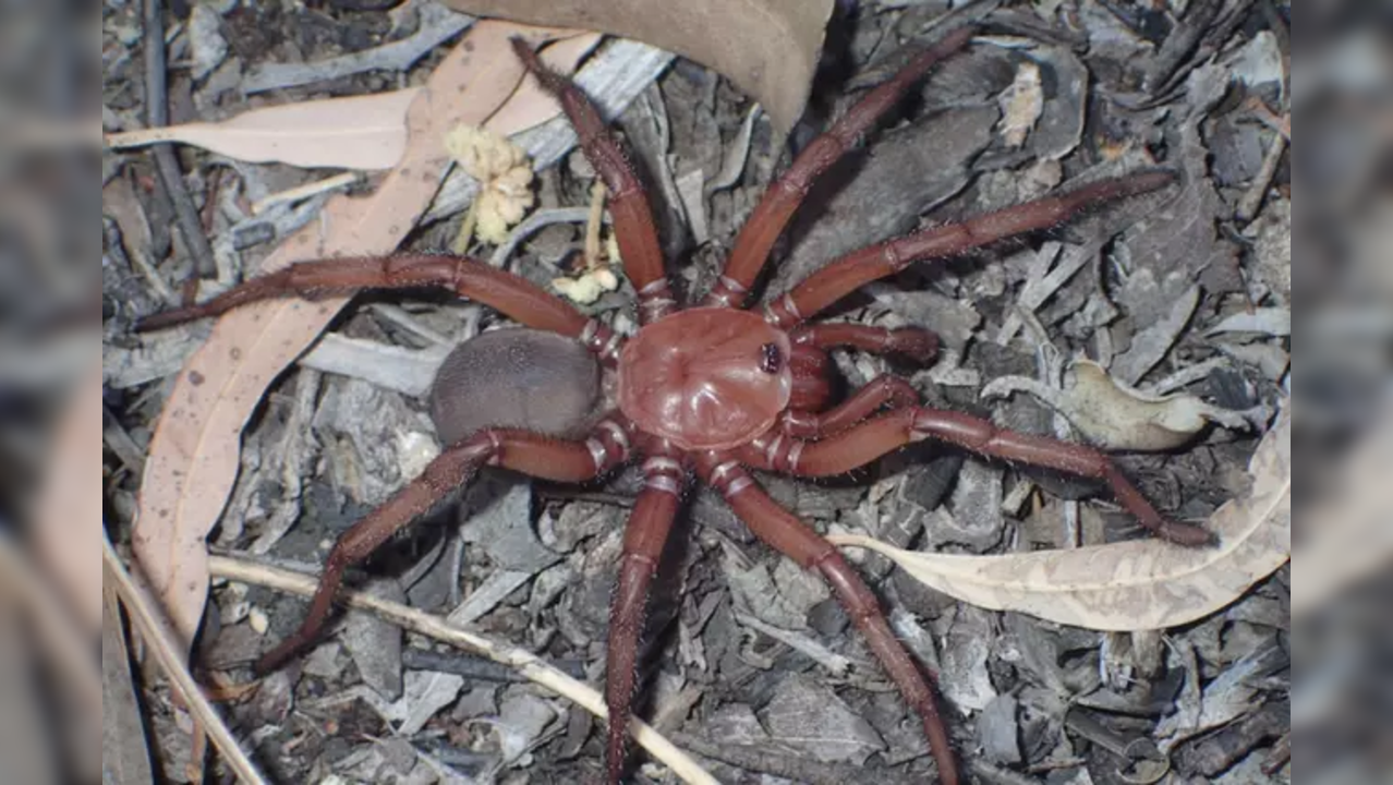 Photos Of Newly Discovered Giant Trapdoor Spider Go Viral; 'it's ...