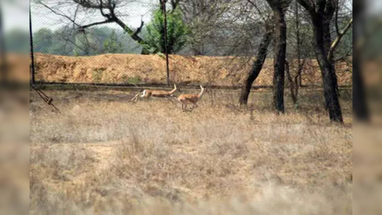 Chinkara video Jodhpur​