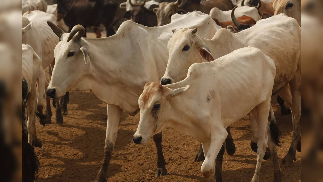 Cows killed in Telangana road accident