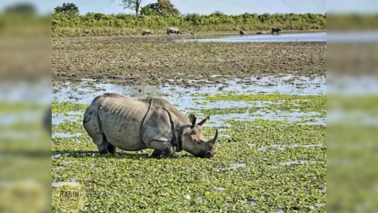 One-horned Rhinos