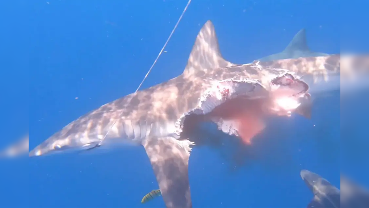 Half-eaten shark swims for 20 mins