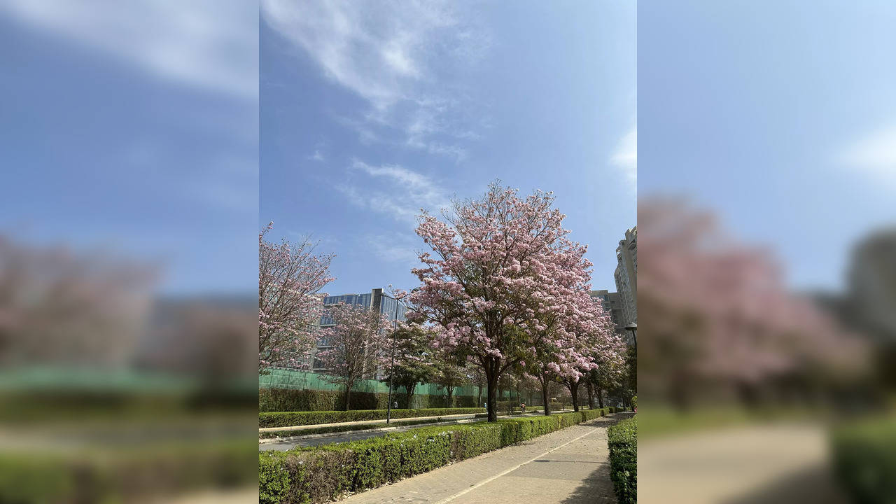 Pink Flowers in Bengaluru 3 - Naveed Ahmed.