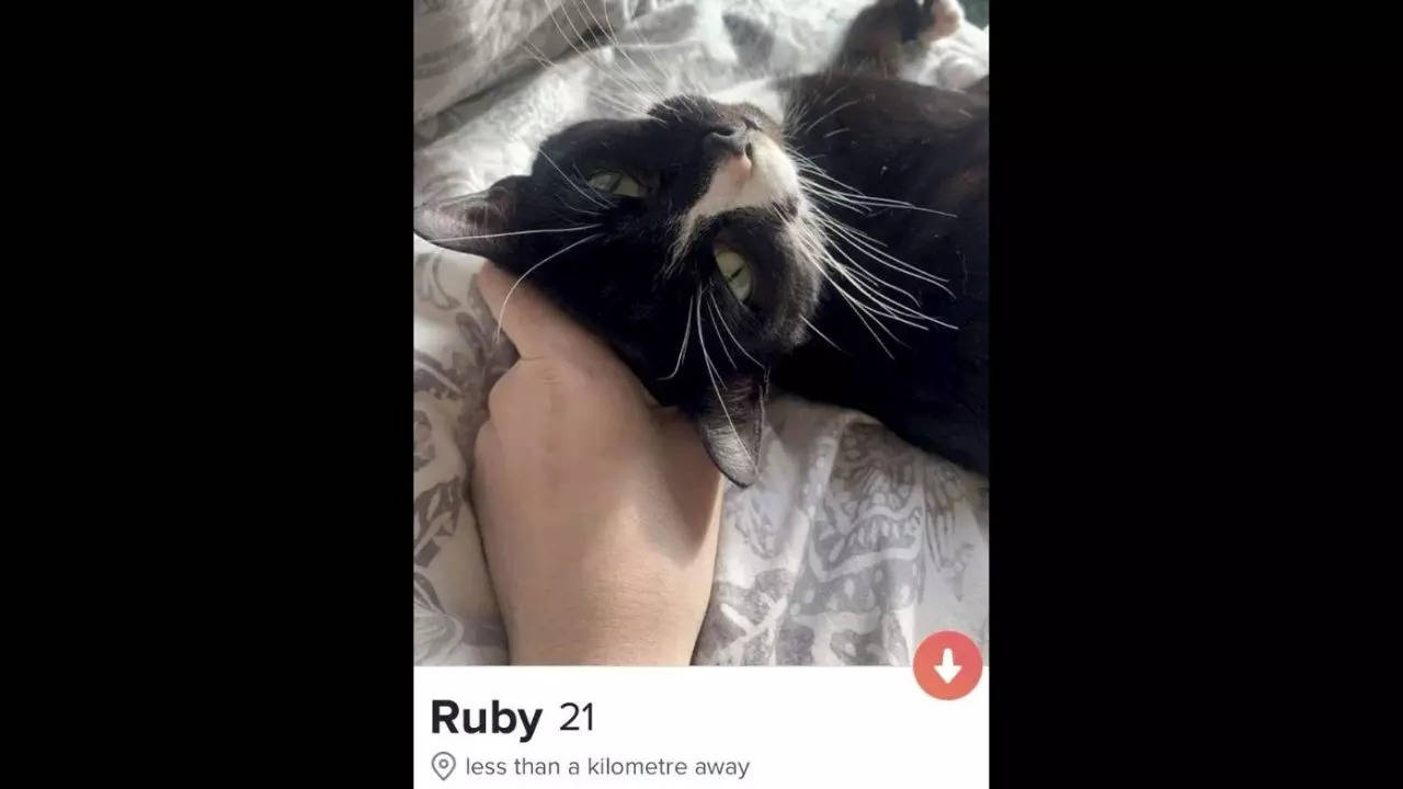 Ruby, the missing Sussex Moggy, now has Grindr and Tinder profiles | SWNS