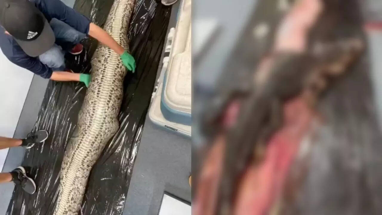 Graphic viral video of alligator found inside 18-foot python’s stomach ...