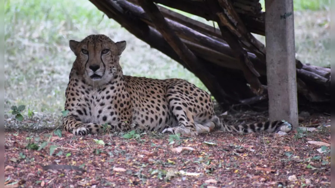 Abdullah was a 15-year-old male cheetah.