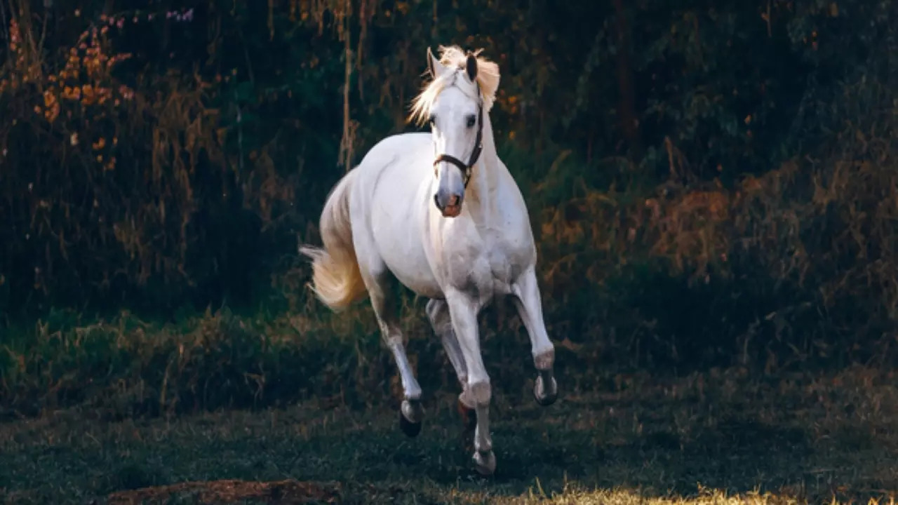 Horse dies on the sets of The Lord Of The Rings