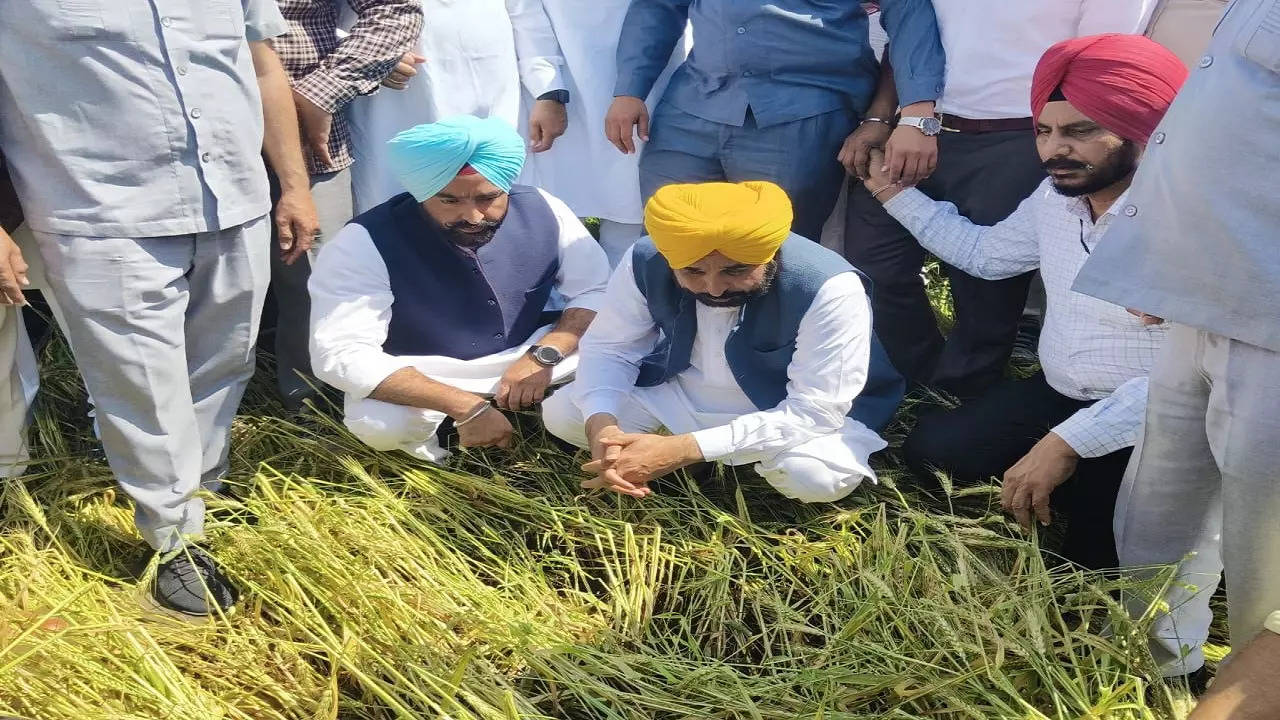 Bhagwant Mann announces 25% enhancement in compensation for crop loss