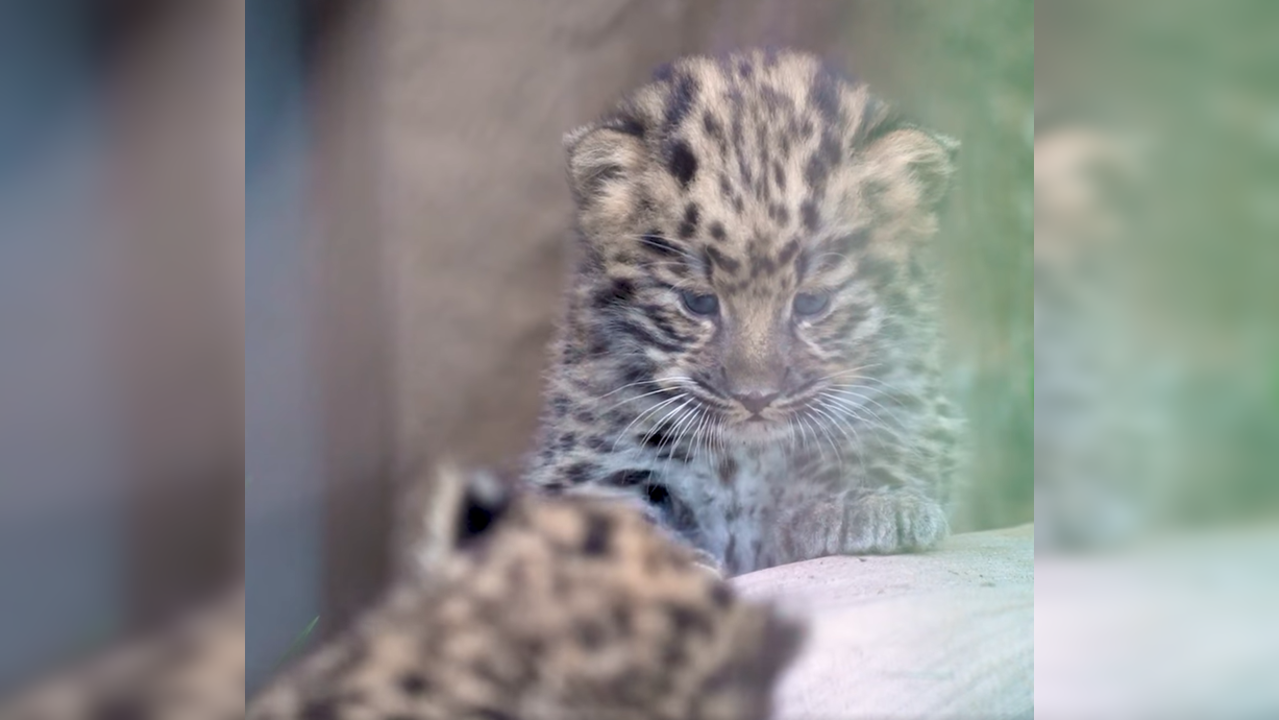 Amur leopard twins at San Diego Zoo