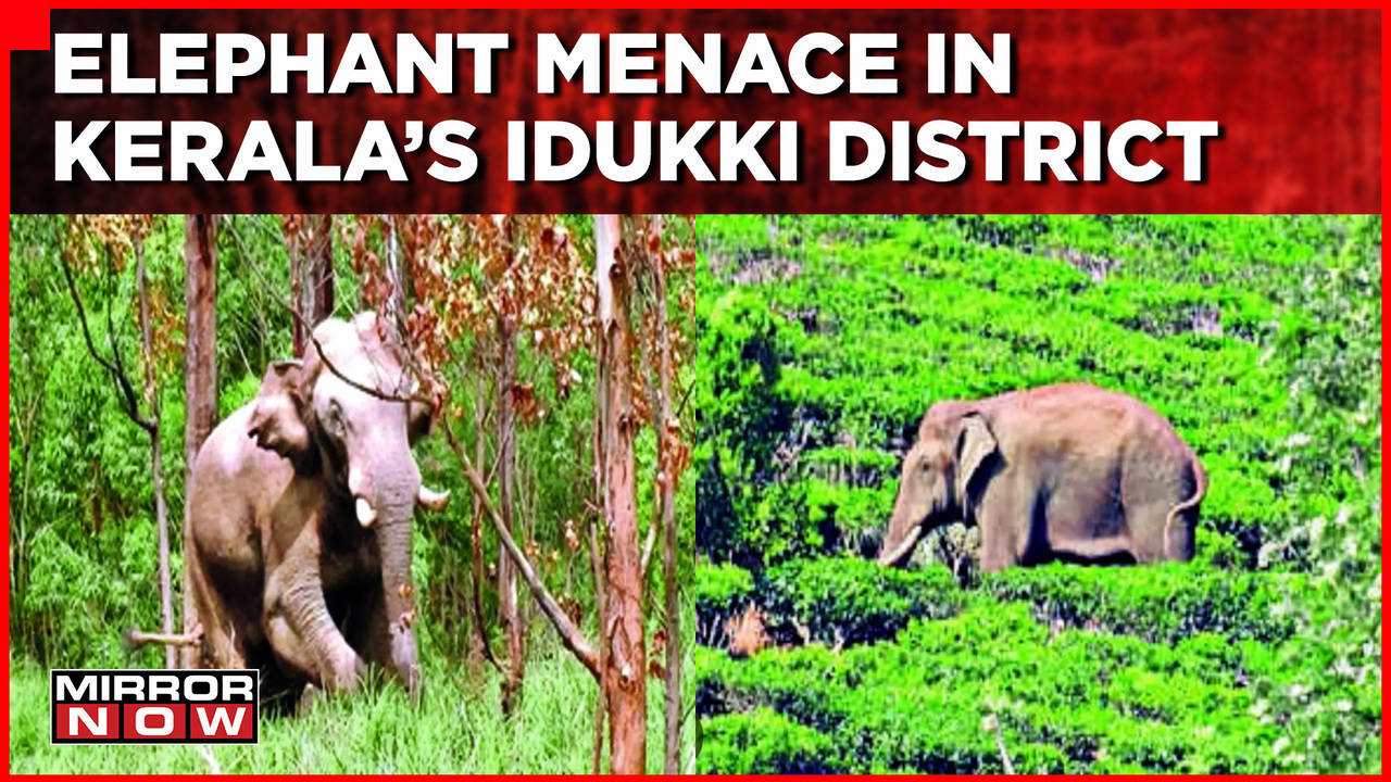 Elephant Wreaks Havoc In Kerala's Idukki | Protestors Seeking Capture ...