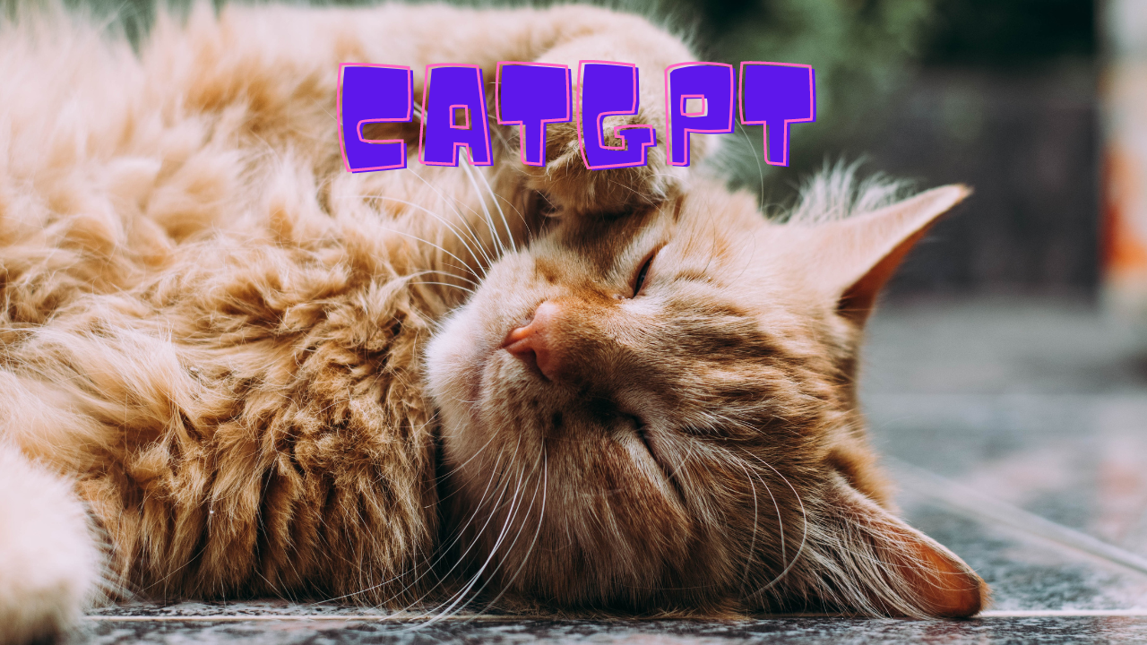 CatGPT