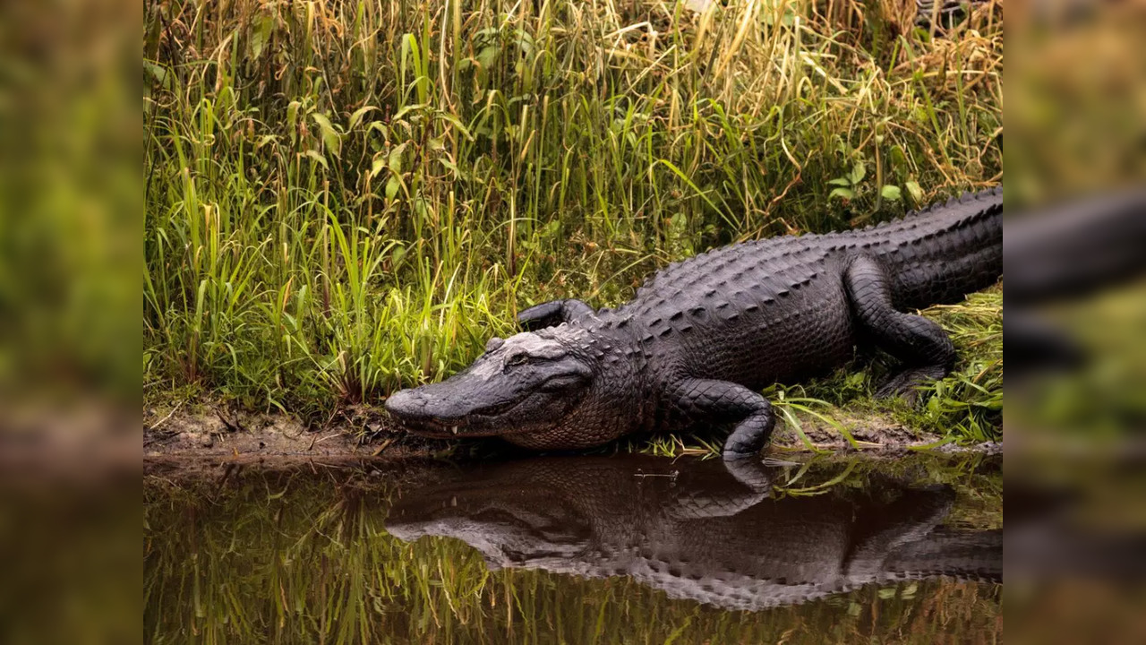 ​The 9-feet-long alligator leapt out of a waterway and carried the dog back into the water to eat it | Representative image​