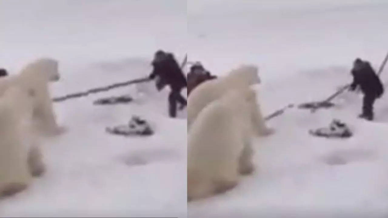 Polar-Bear-attack-man-viral-video