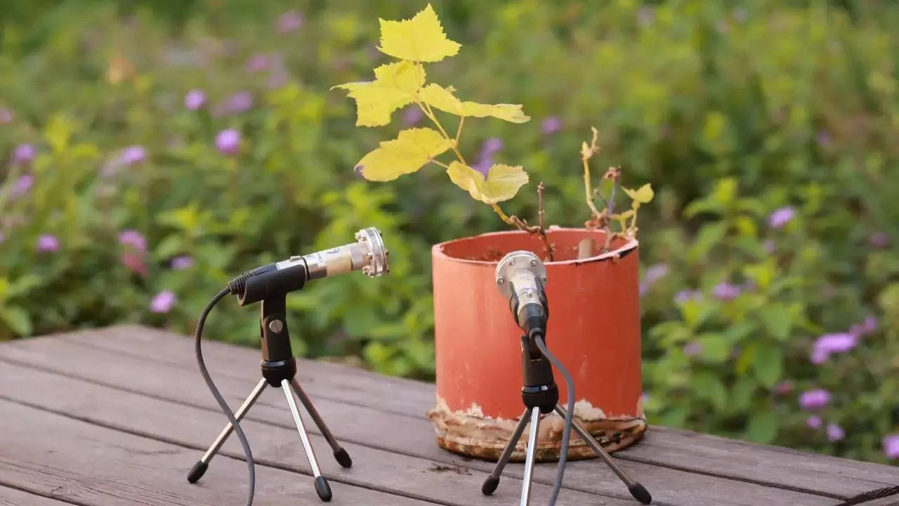 Plants emit identifiable sounds when stressed, according to Tel Aviv University research. Ultrasonic microphones picked up frequencies ranging from 20 to 250 kHz, analysed by AI algorithms. | Courtesy: Tuvik Beker