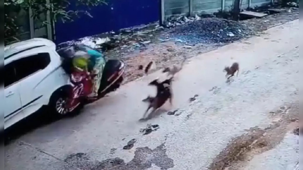 ​Woman chased by stray dogs in Odisha