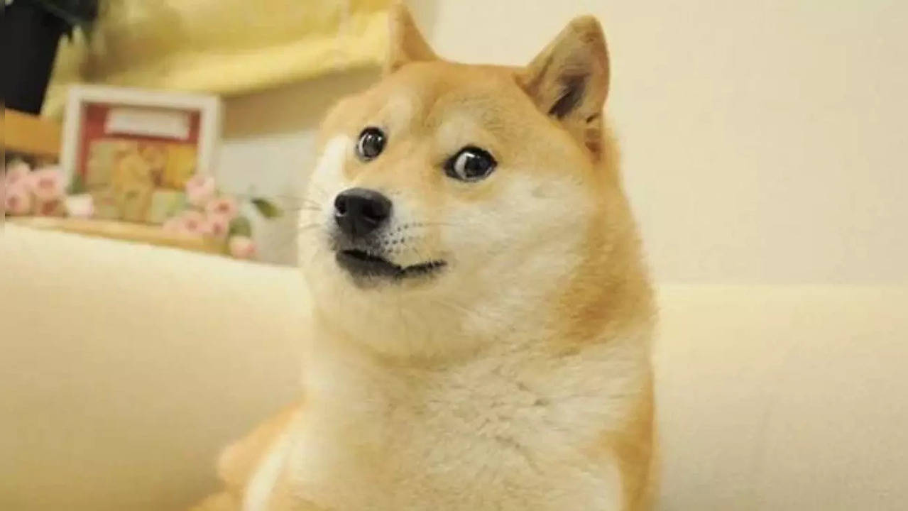 Twitter blue bird logo replaced with the popular doge meme ​