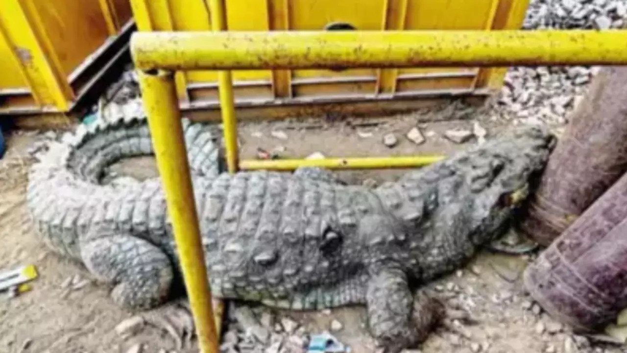 Crocodile on Bullet train track