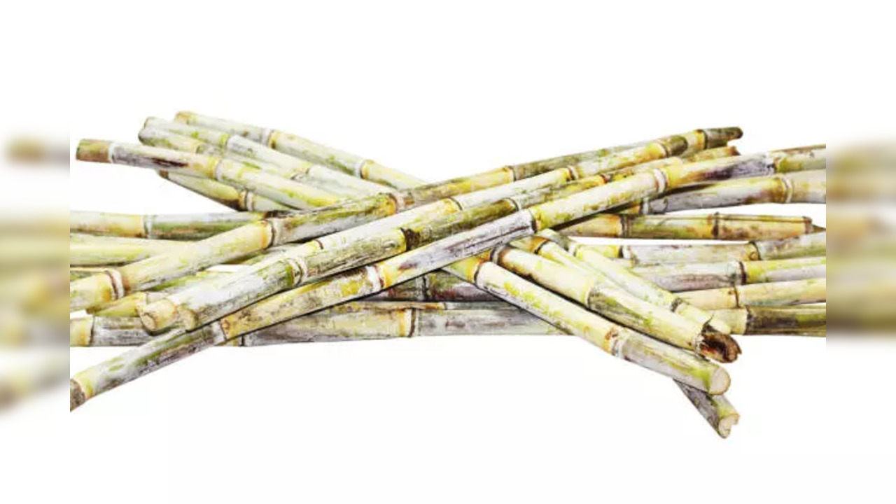 Sugarcane