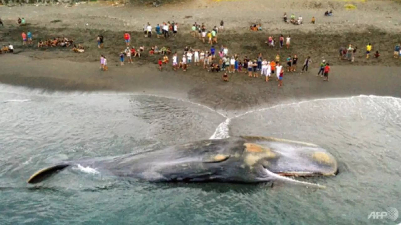 Massive Sperm Whale Beaches Itself, Dies In Bali