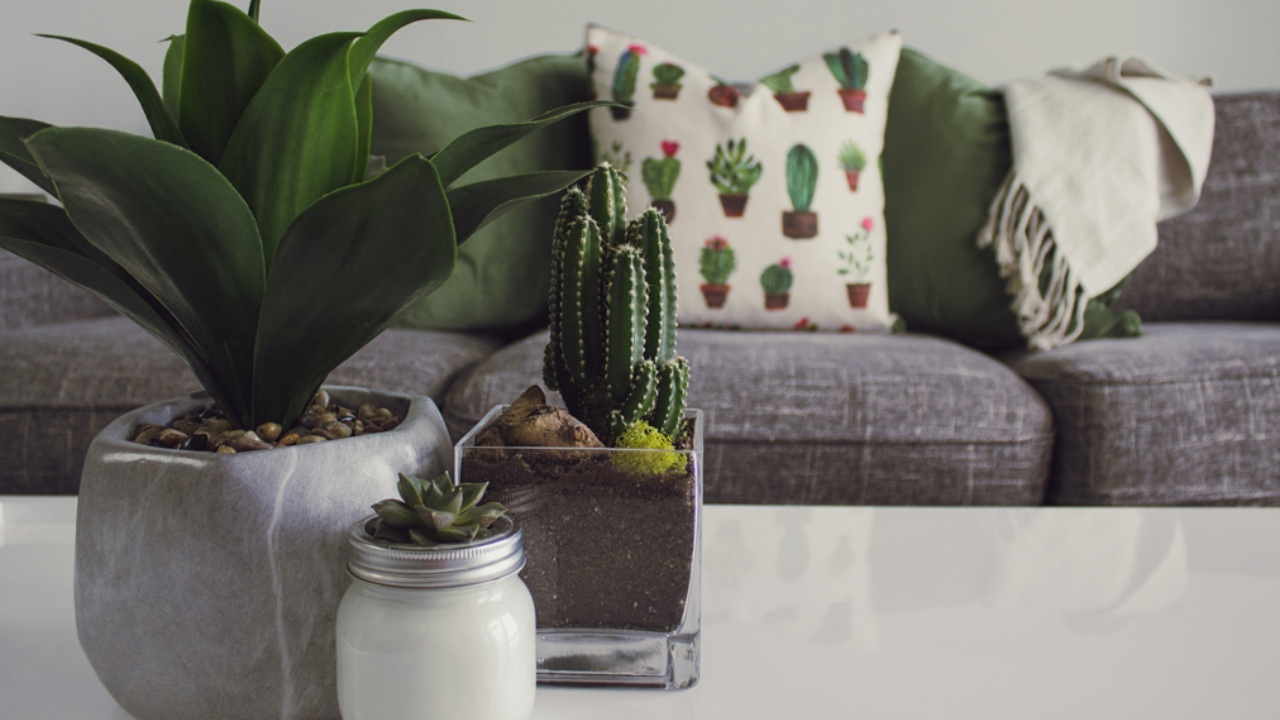 Summer indoor plants for living room. Pic Credit: Pexels