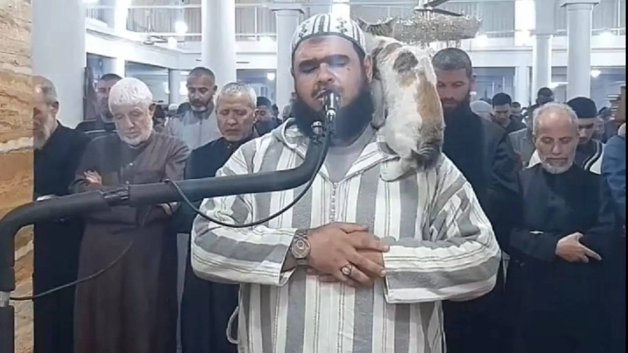 A cat climbs onto the shoulder of an Imam during the special Ramadan prayer of Taraweeh at a mosque in  Bordj Bou Arreridj, Algeria | Screenshot: Facebook