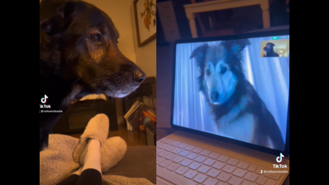 Dog Meets Furry Friend During Video Call