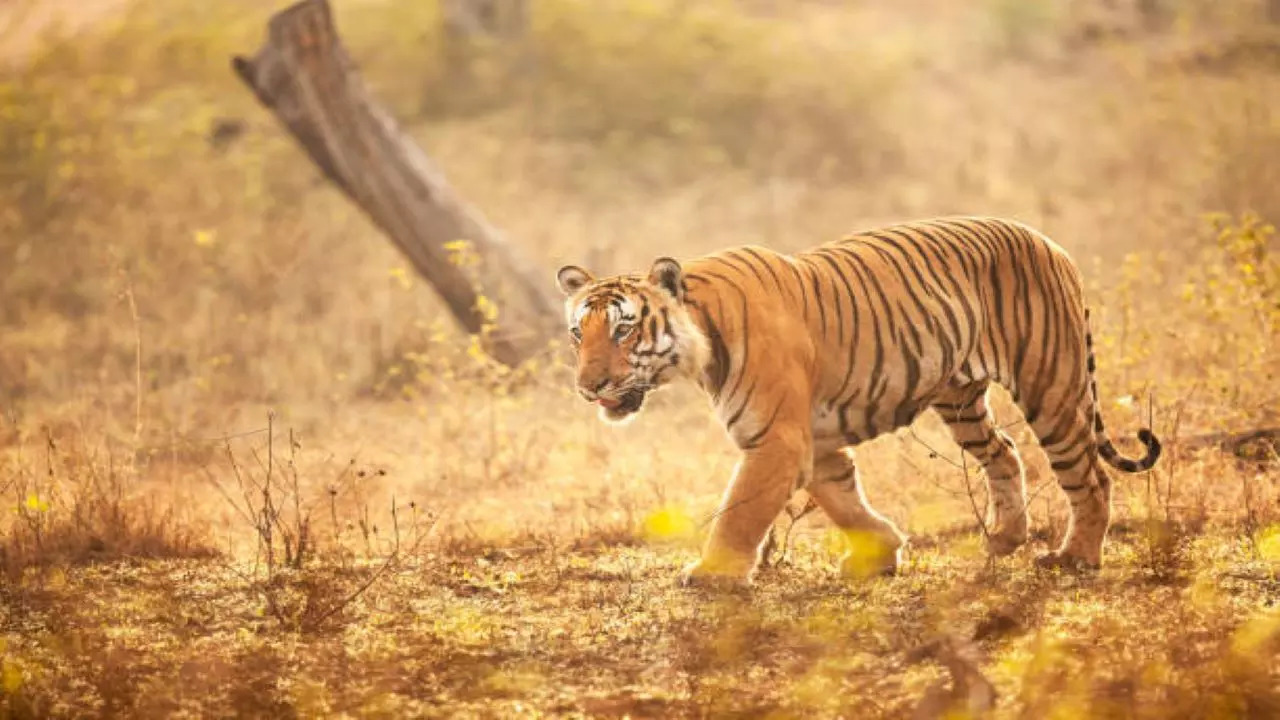 tiger safari