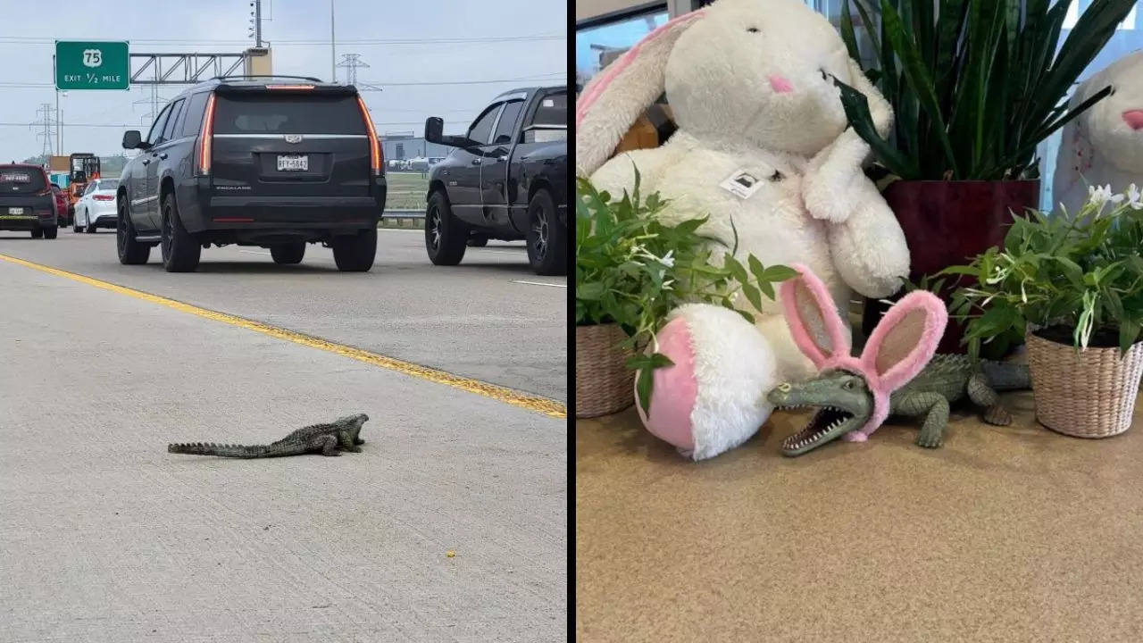 A plastic toy alligator mistaken for a real gator on a Texas highway sparked multiple calls from startled drivers on Monday | Plano Animal Shelter/Facebook