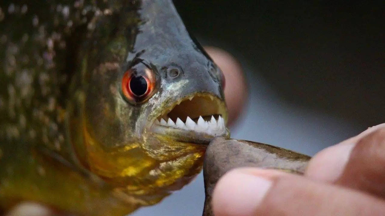 In January 2016, a piranha was found lurking in Indore's Bijasan Lake before a lack of 'conservation provisions' led to the deadly Amazon native's death | Representative image: Merin McDivitt/Facebook