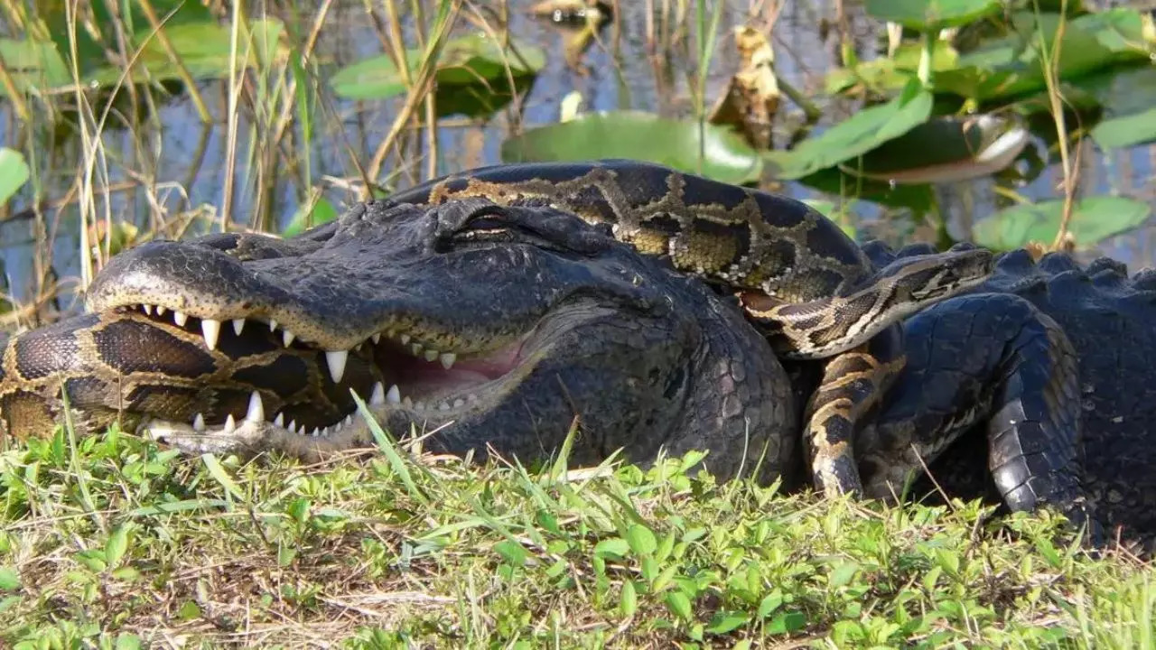 An alligator photographed eating a python | Representational image: National Park Service