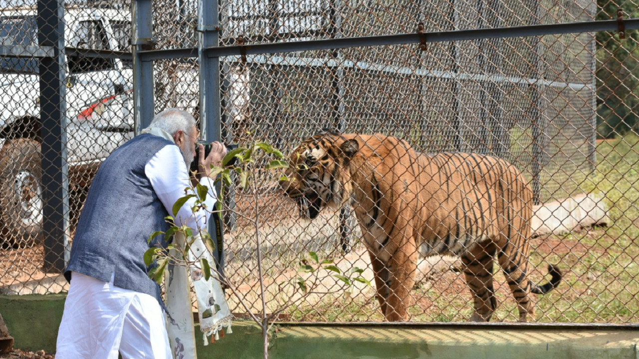 PM Modi Reveals Latest Census Of Big Cats In India