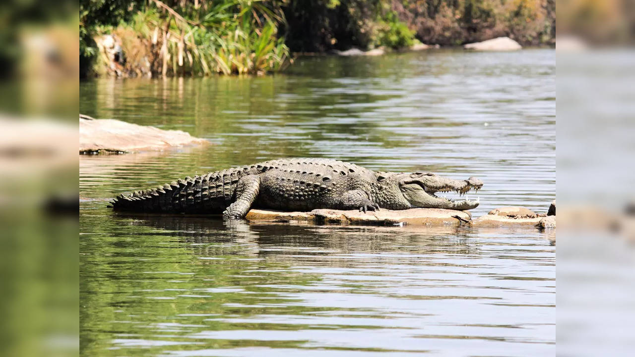 crocodile in agra