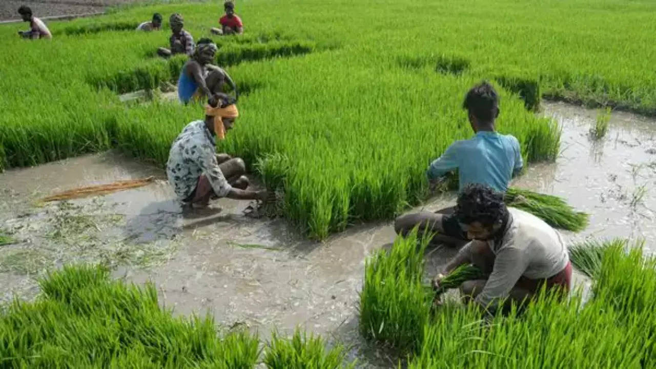 Paddy field Agriculture _ PTI