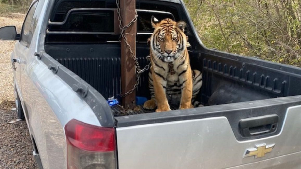 Mexican Drug Cartel Abandons Truck With A Tiger In Back Seat