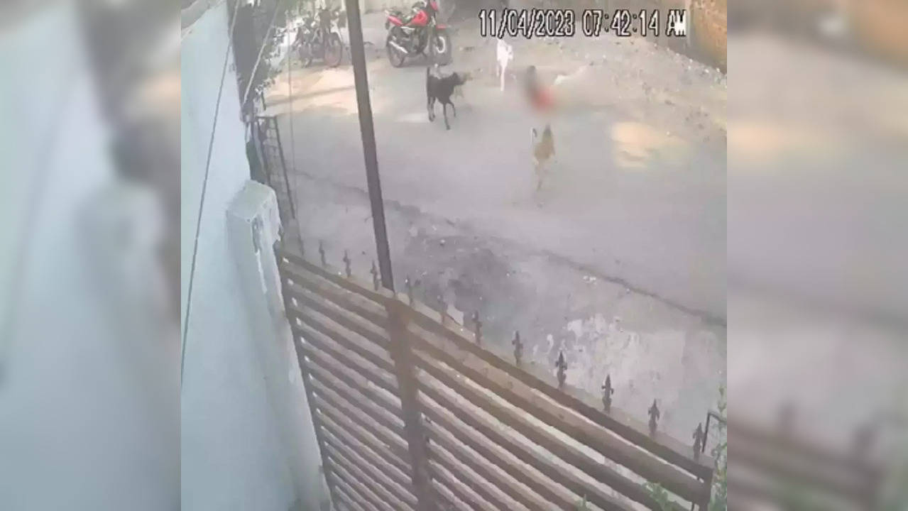 ​Stray dogs attack boy in Nagpur