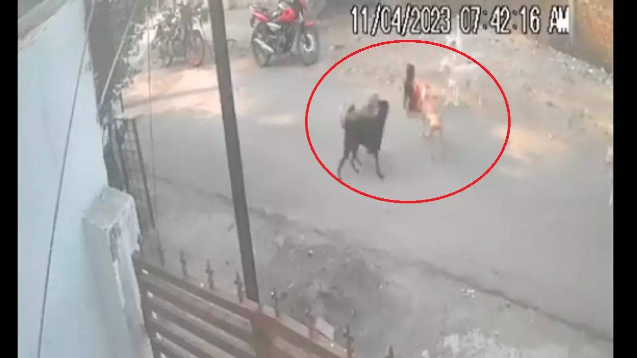 Nagpur Dog Menace